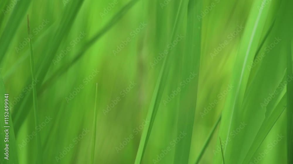 Close up shot of blurry green grass plants Close up shot of blurry green grass plants