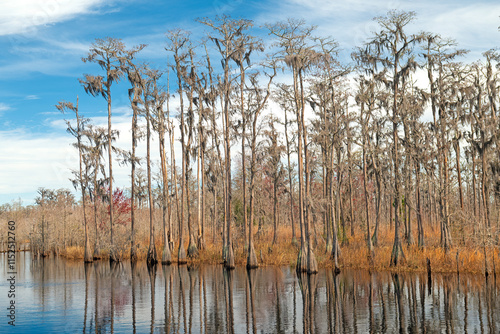 Wetland Forest Along the Suwannee River photo