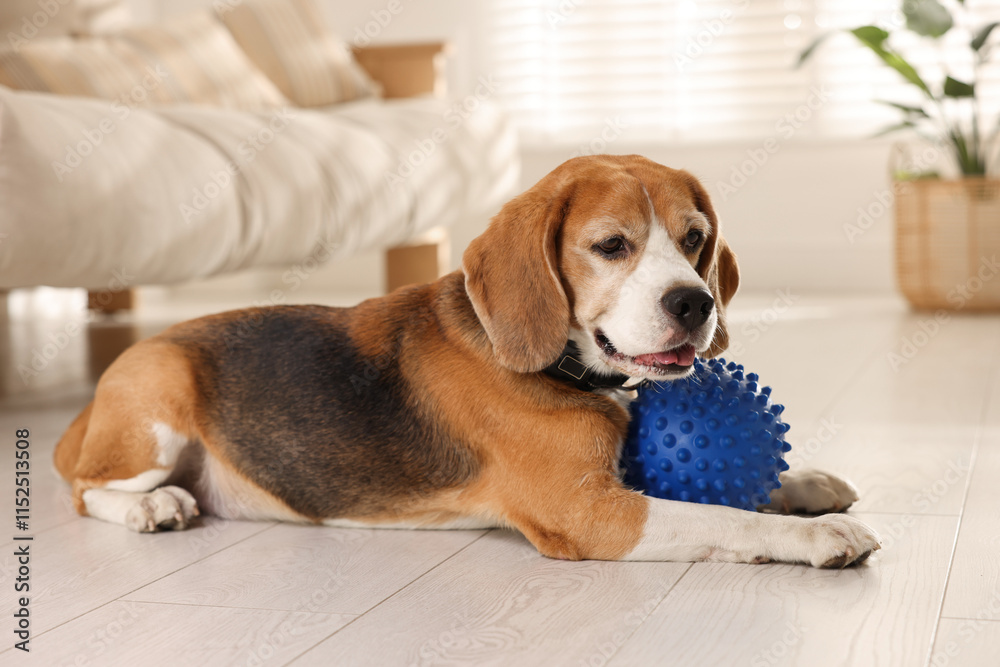 Cute dog playing with toy at home. Adorable pet Cute dog playing with toy at home. Adorable pet
