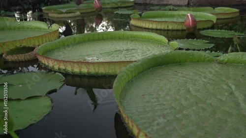 Exotic aquatic plants and landscaping. Closeup view of a giant amazon waterlily, Victoria cruziana, with large green floating leaves and flower bud growing in the pond at sunset	