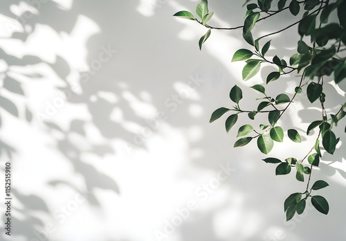 Sunlight Through Leaves: Abstract Greenery and Shadow Play on a White Wall