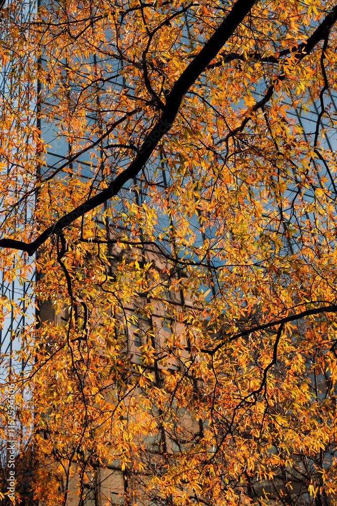 Brilliant fall foliage frames glass office tower in uptown Charlotte Brilliant fall foliage frames glass office tower in uptown Charlotte