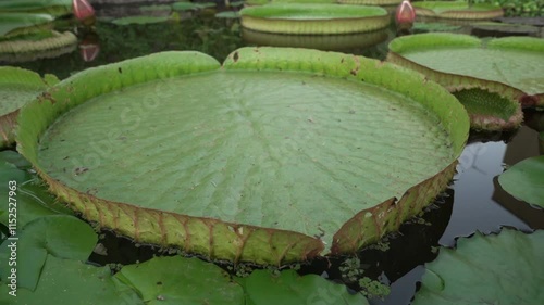 Exotic aquatic plants and landscaping. Closeup view of a giant amazon waterlily, Victoria cruziana, with large green floating leaves and flower bud growing in the pond at sunset