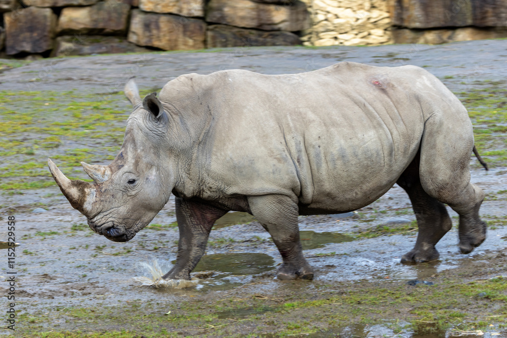 Southern White Rhino (Ceratotherium simum) - Found in Grasslands and Savannahs of Southern Africa Southern White Rhino (Ceratotherium simum) - Found in Grasslands and Savannahs of Southern Africa