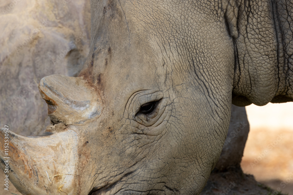 Southern White Rhino (Ceratotherium simum) - Found in Grasslands and Savannahs of Southern Africa Southern White Rhino (Ceratotherium simum) - Found in Grasslands and Savannahs of Southern Africa