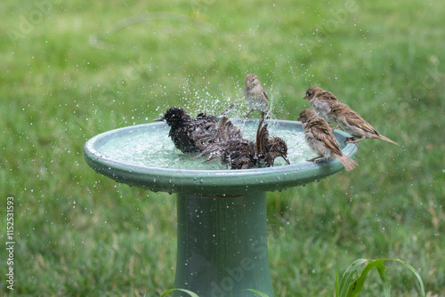 Starlings teach young finches how to bathe with fun