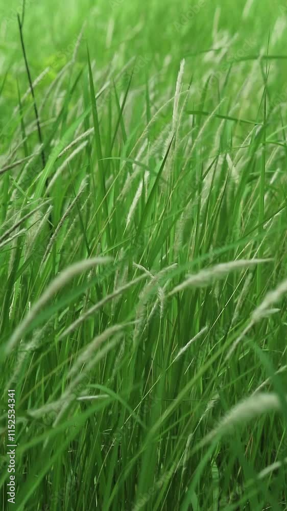 Close up shot of beautiful grass Close up shot of beautiful grass