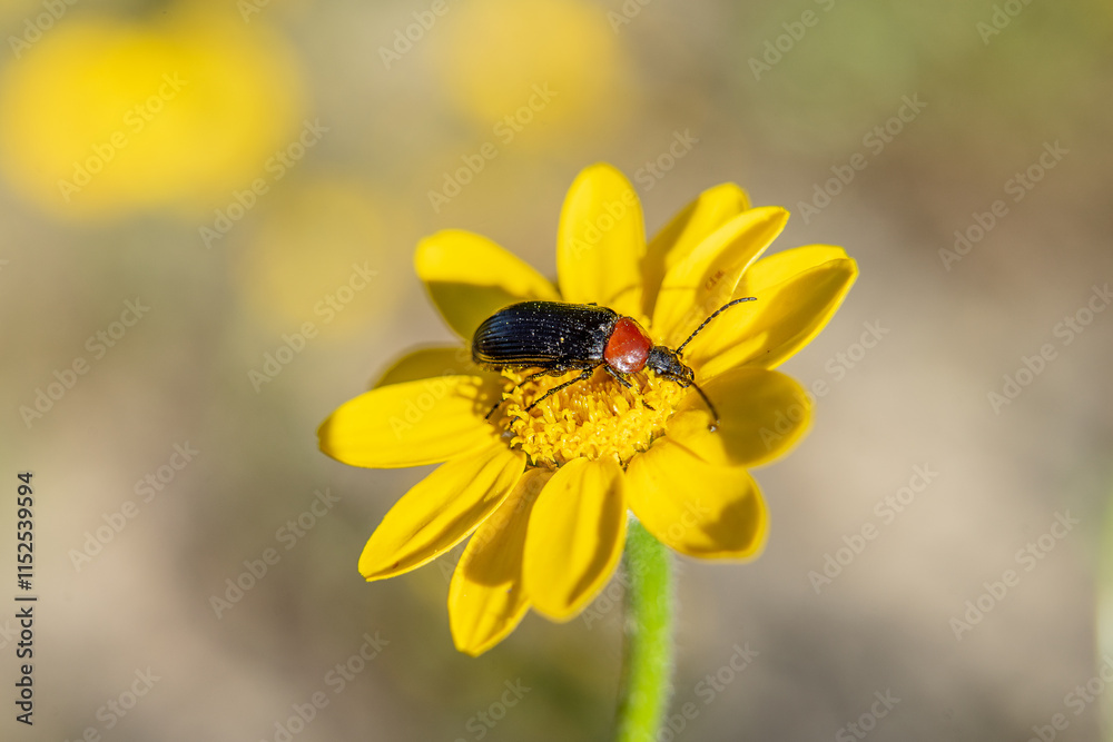 Black insect of elongated shape beetle on top of yellow flower Black insect of elongated shape beetle on top of yellow flower