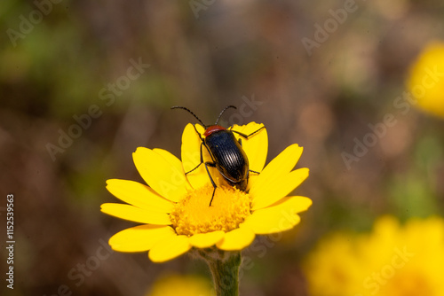 Black insect of elongated shape beetle on top of yellow flower