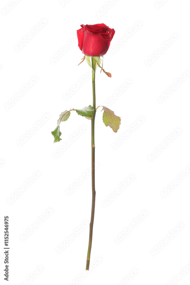 Beautiful red rose on white background. St. Valentine's day celebration Beautiful red rose on white background. St. Valentine's day celebration