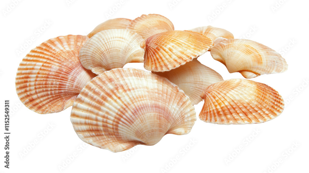 Seashells, transparent background Seashells, transparent background