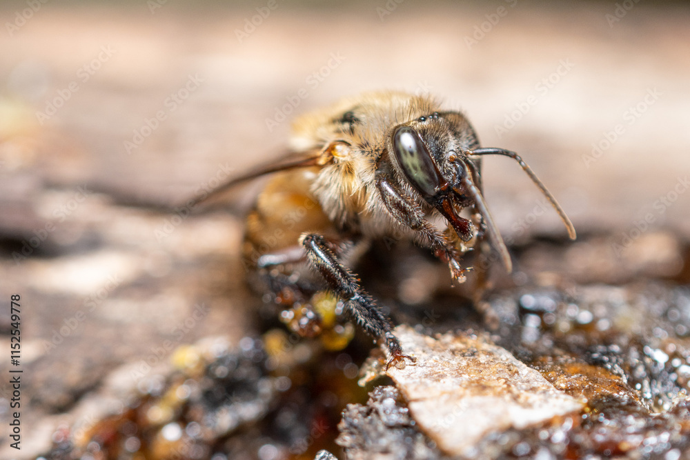 Close-Up Macro of Honeybee Foraging on Tree Resin