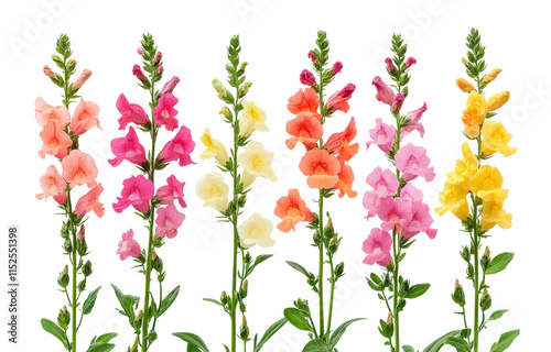 Colorful snapdragon flowers in pink, orange, yellow, and purple hues, tall stems and blooming blossoms, botanical garden elements isolated on transparent background
