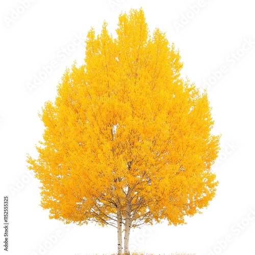 Golden Autumn Majesty: A Single Tree in Vibrant Yellow Foliage Against a Black Background