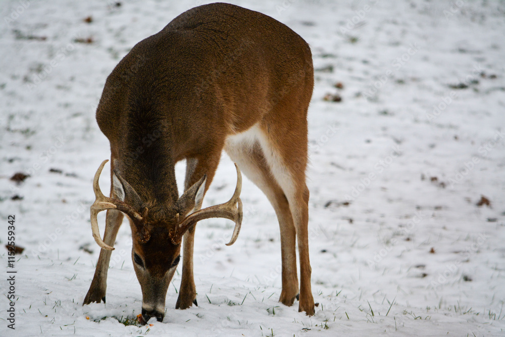 Michigan 8 Point Buck. 12-23-2024