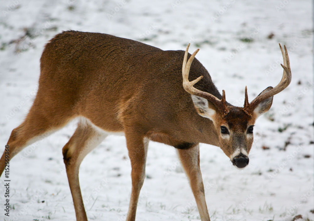 Michigan 8 Point Buck. 12-23-2024