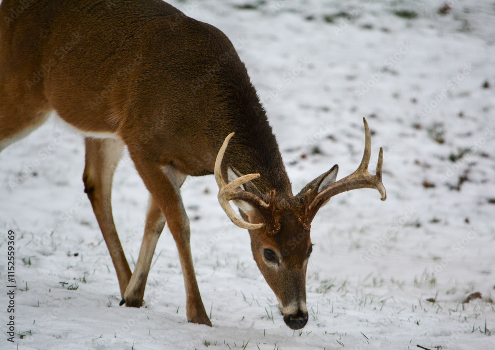 Michigan 8 Point Buck. 12-23-2024