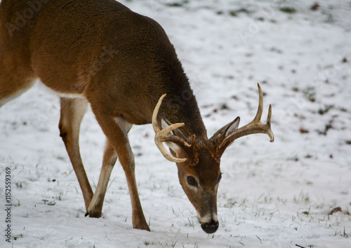 Obraz na płótnie Michigan 8 Point Buck. 12-23-2024 w salonie