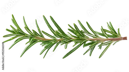 a single sprig of fresh rosemary with green leaves and a brown stem. isolated on a transparent background