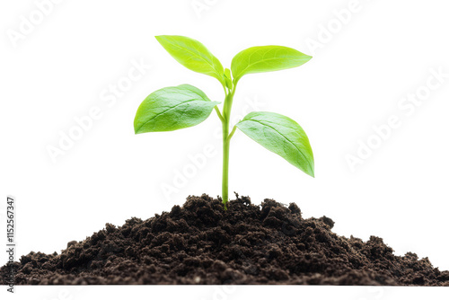 a small green plant sprout emerges from the rich. dark soil. signifying new life. growth. and potential the plant has four leaves and a single stem it is isolated on a transparent background