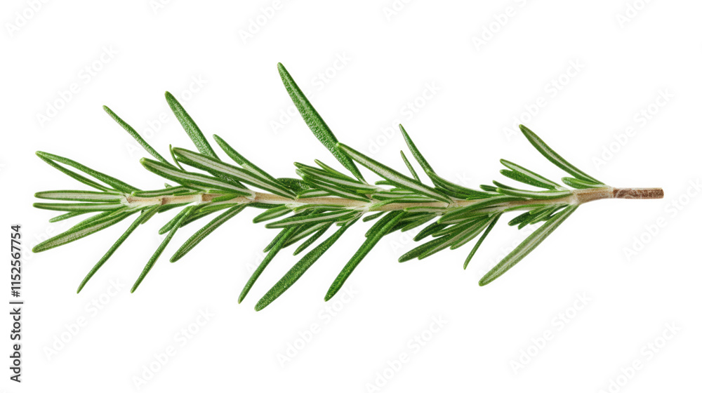 a single sprig of rosemary with green leaves on a transparent background a single sprig of rosemary with green leaves on a transparent background