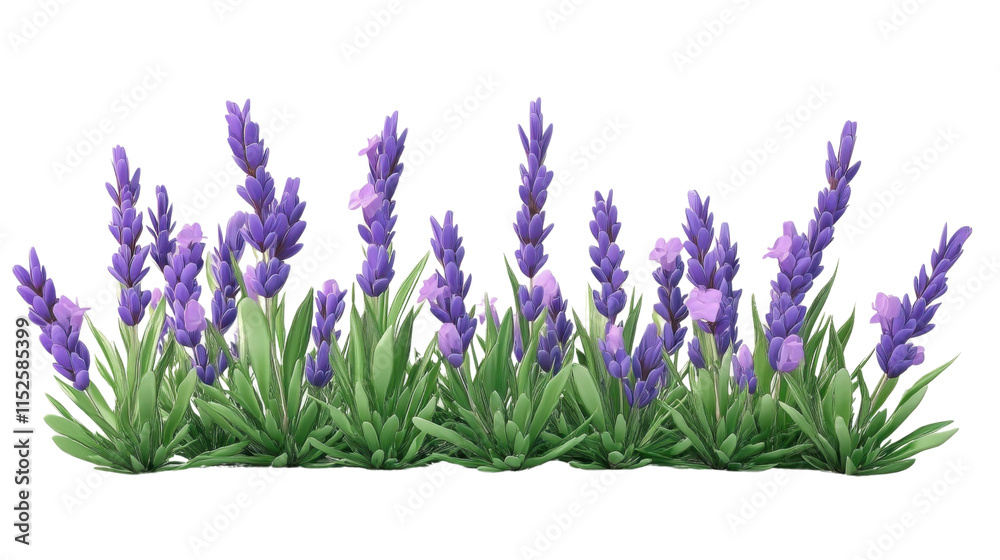 Fototapeta premium Lavender, transparent background