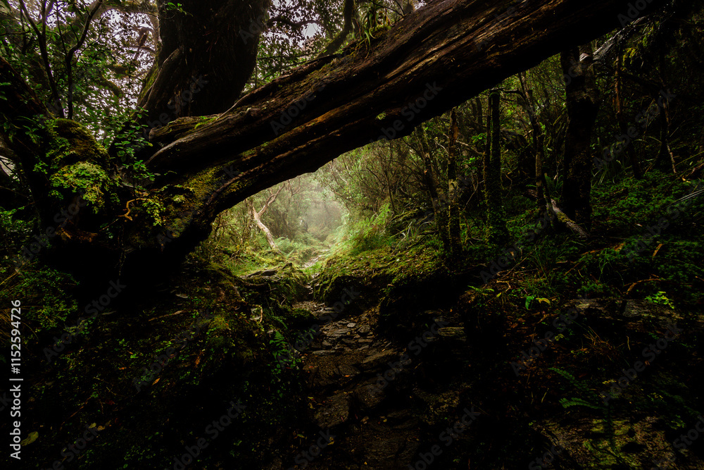 Natural Arch Through the Enchanted Woods Natural Arch Through the Enchanted Woods