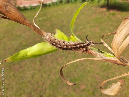 Orgyia leucostigma. Its other name white-marked tussock moth and caterpillar. This is a moth in the family Erebidae. Larva of Orgyia leucostigma.
 photo