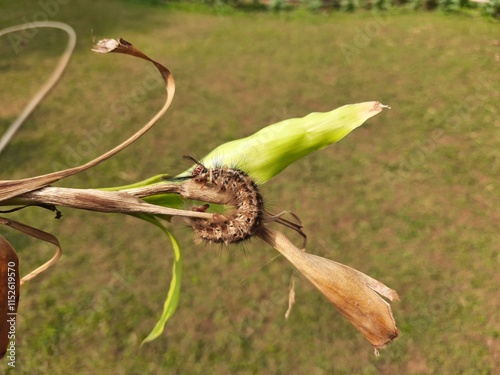 Orgyia leucostigma. Its other name white-marked tussock moth and caterpillar. This is a moth in the family Erebidae. Larva of Orgyia leucostigma.
 photo