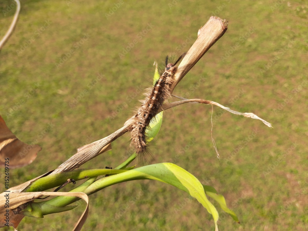Orgyia leucostigma. Its other name white-marked tussock moth and caterpillar. This is a moth in the family Erebidae. Larva of Orgyia leucostigma.
Orgyia leucostigma. Its other name white-marked tussock moth and caterpillar. This is a moth in the family Erebidae. Larva of Orgyia leucostigma.