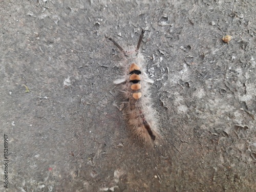 Orgyia leucostigma. Its other name white-marked tussock moth and caterpillar. This is a moth in the family Erebidae. Larva of Orgyia leucostigma.
 photo
