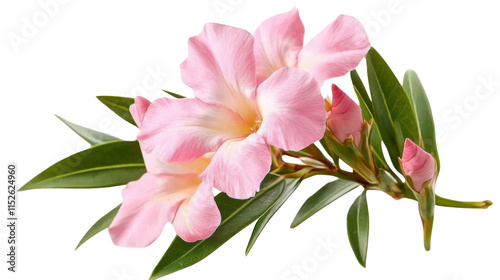 Pink oleander flower isolated on transparent background. photo