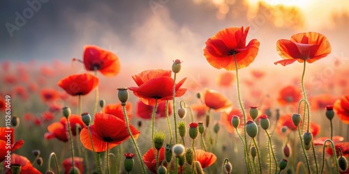 A sea of red poppies sways gently in the morning mist, their delicate petals dancing in the soft light, as if kissed by an invisible hand , flower field, wildflower photo