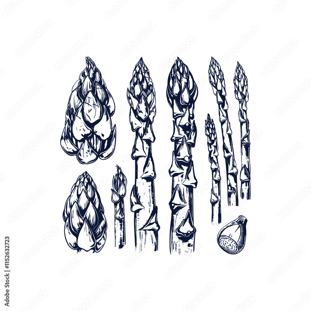 Set of Asparagus engraving design vector template Set of Asparagus engraving design vector template
