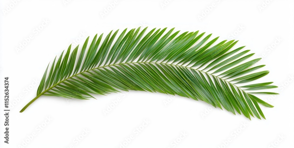 Single green palm frond isolated on white background. Single green palm frond isolated on white background.
