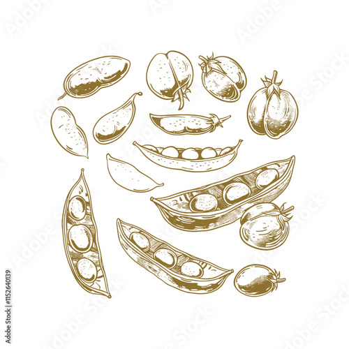Chick peas engraving design vector template