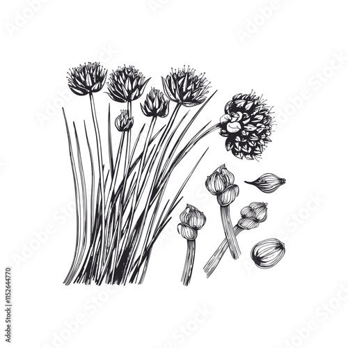 Chives engraving design vector template