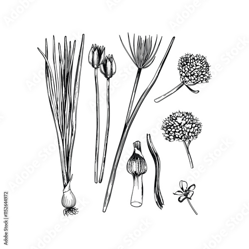 Chives engraving design vector template