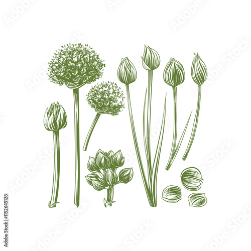 Chives engraving design vector template