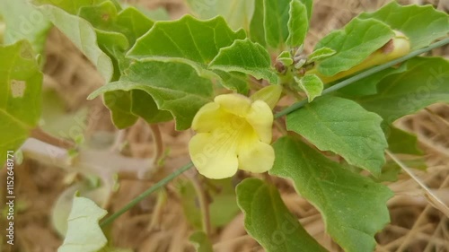 yellow rose hips