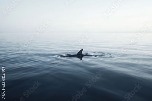A solitary dolphin fin emerges from calm ocean waters