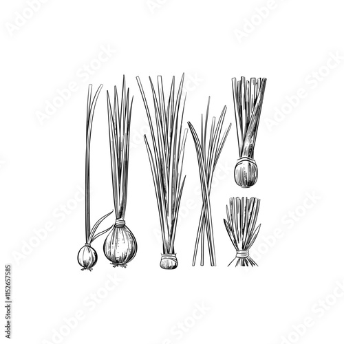 Lemongrass hand drawn design vector template illustration