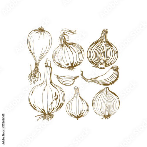 Onion engraving design vector design template