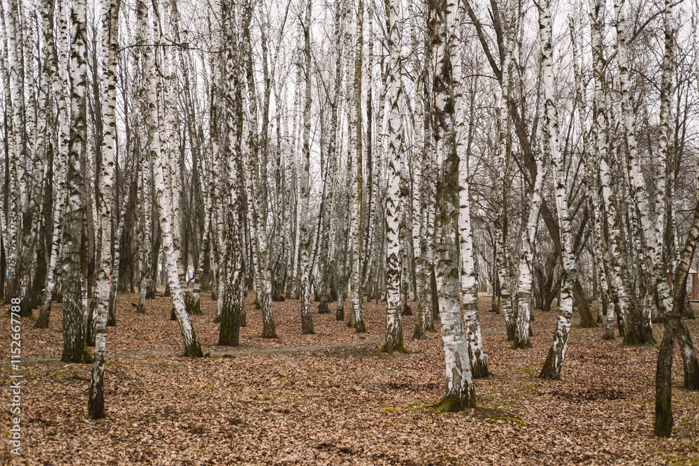 Scenic birch forest with autumn leaves covering the ground Scenic birch forest with autumn leaves covering the ground