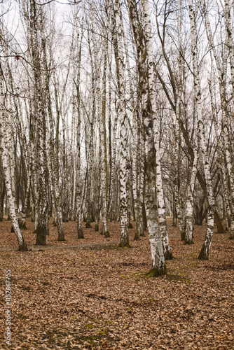 Tranquil birch tree forest during the autumn season with fallen leaves on ground