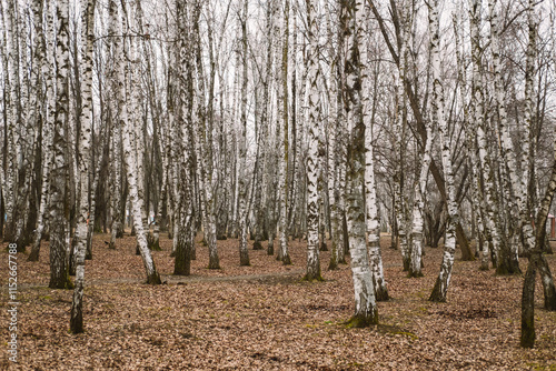 Scenic birch forest with autumn leaves covering the ground