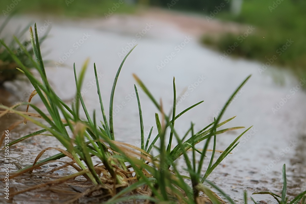 grass and water grass and water