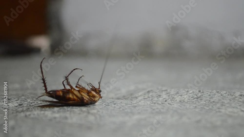 upside down cockroach struggling to flip over on the floor. cockroaches trying to survive
Dead cockroach on cement floor background. Pest control. Dead cockroach in supine position