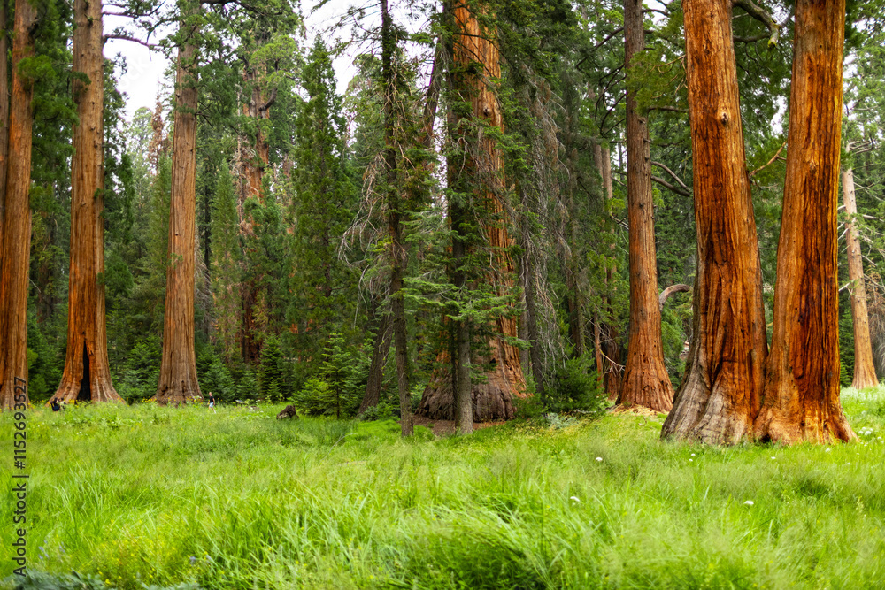 Obraz premium Towering sequoia trees cast a warm glow on the road at sunset, inviting visitors to explore the beauty of the national park.