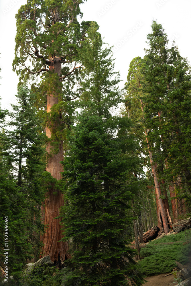Fototapeta premium Visitors drive through a massive sequoia tree, creating a remarkable natural landmark set among towering forest trees under bright sunlight.